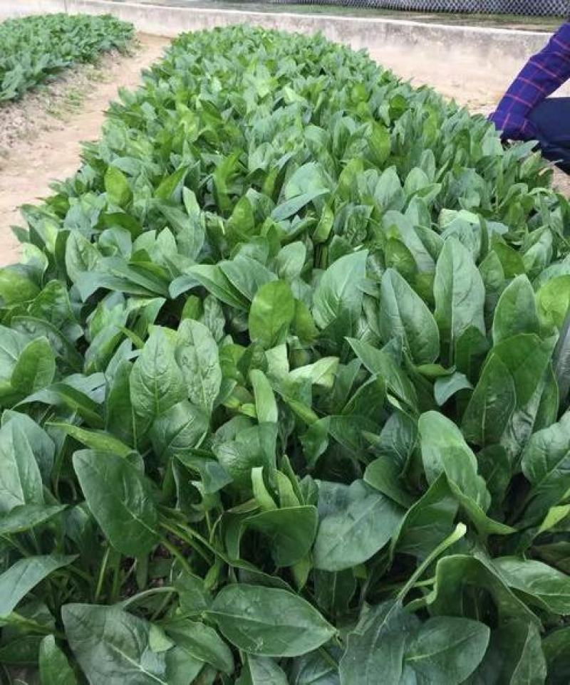 菠菜籽种子大叶全能菠菜耐寒耐热菠菜种籽秋冬春季农家田蔬菜