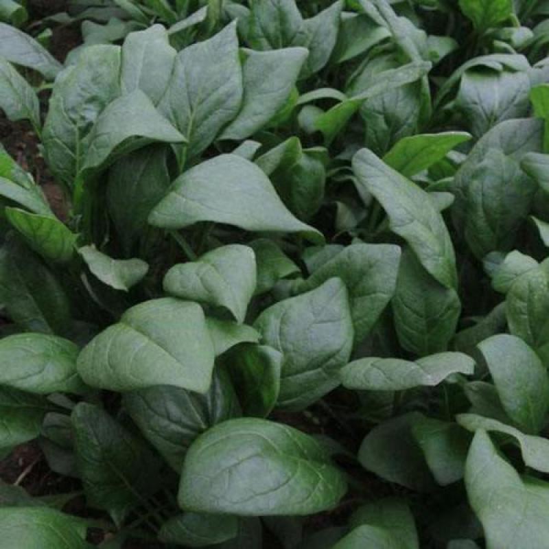 菠菜籽种子大叶全能菠菜耐寒耐热菠菜种籽秋冬春季农家田蔬菜