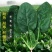 菠菜籽种子大叶全能菠菜耐寒耐热菠菜种籽秋冬春季农家田蔬菜