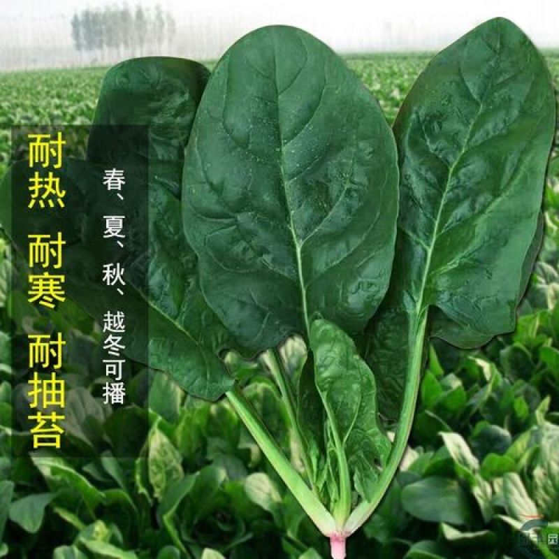菠菜籽种子大叶全能菠菜耐寒耐热菠菜种籽秋冬春季农家田蔬菜
