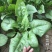 菠菜籽种子大叶全能菠菜耐寒耐热菠菜种籽秋冬春季农家田蔬菜