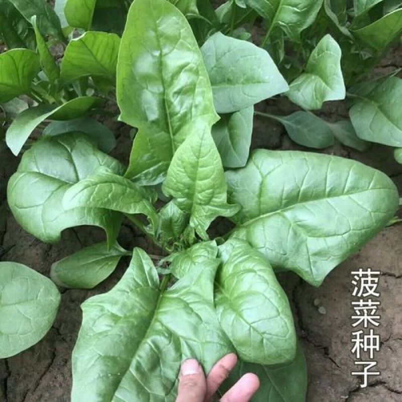 菠菜籽种子大叶全能菠菜耐寒耐热菠菜种籽秋冬春季农家田蔬菜