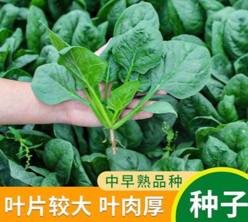 菠菜籽种子大叶全能菠菜耐寒耐热菠菜种籽秋冬春季农家田蔬菜