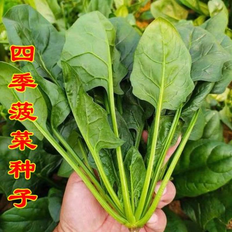 菠菜籽种子大叶全能菠菜耐寒耐热菠菜种籽秋冬春季农家田蔬菜