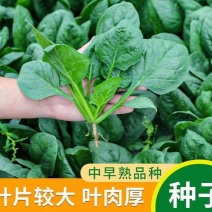 菠菜籽种子大叶全能菠菜耐寒耐热菠菜种籽秋冬春季农家田蔬菜