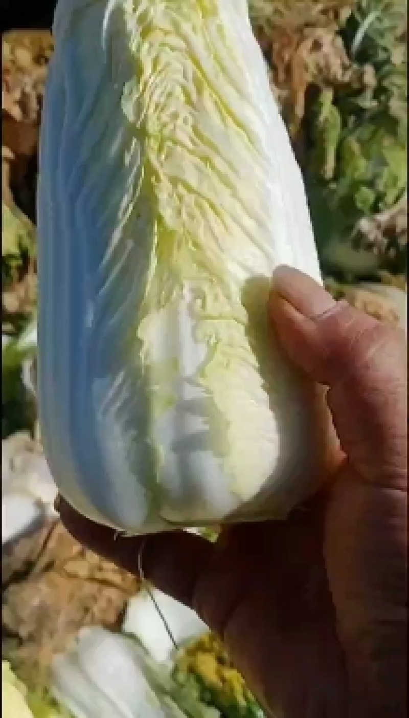 甘肃省酒泉地区精品黄心娃娃菜没有烧心菜常年代办