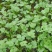 四季香菜种子阳台室内大棚种植适用香菜籽蔬菜种子四季都可播