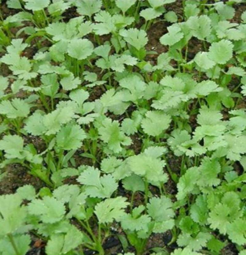 四季香菜种子阳台室内大棚种植适用香菜籽蔬菜种子四季都可播