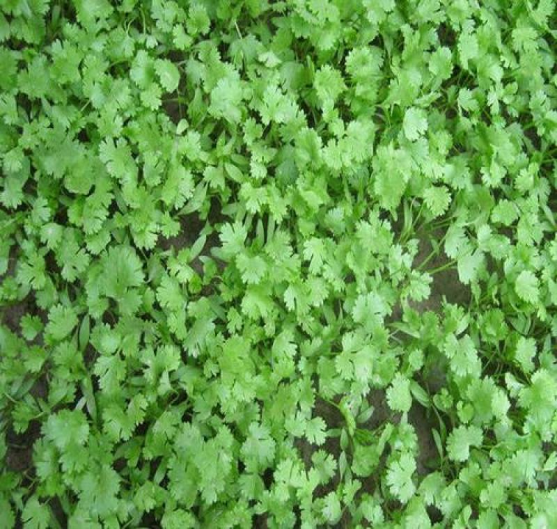四季香菜种子阳台室内大棚种植适用香菜籽蔬菜种子四季都可播