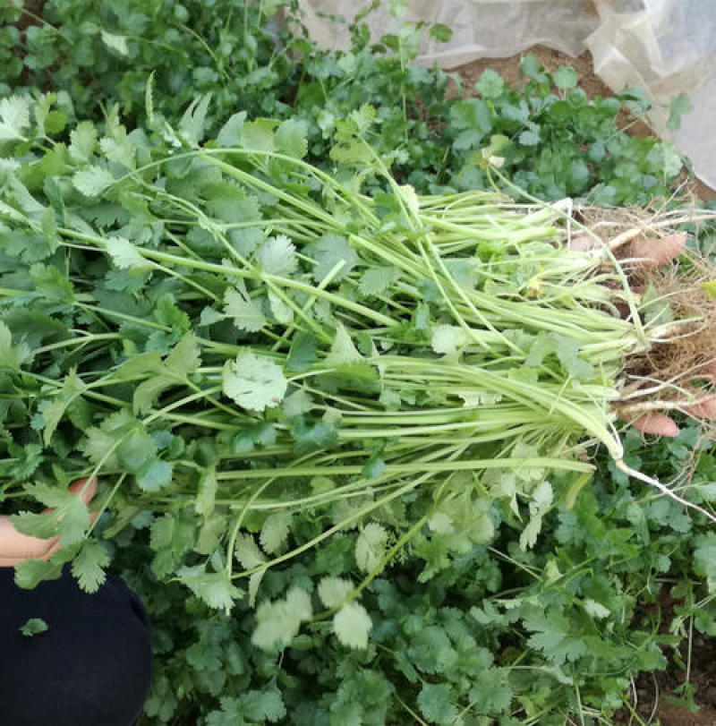 四季香菜种子阳台室内大棚种植适用香菜籽蔬菜种子四季都可播