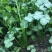 四季香菜种子阳台室内大棚种植适用香菜籽蔬菜种子四季都可播