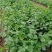 四季香菜种子阳台室内大棚种植适用香菜籽蔬菜种子四季都可播