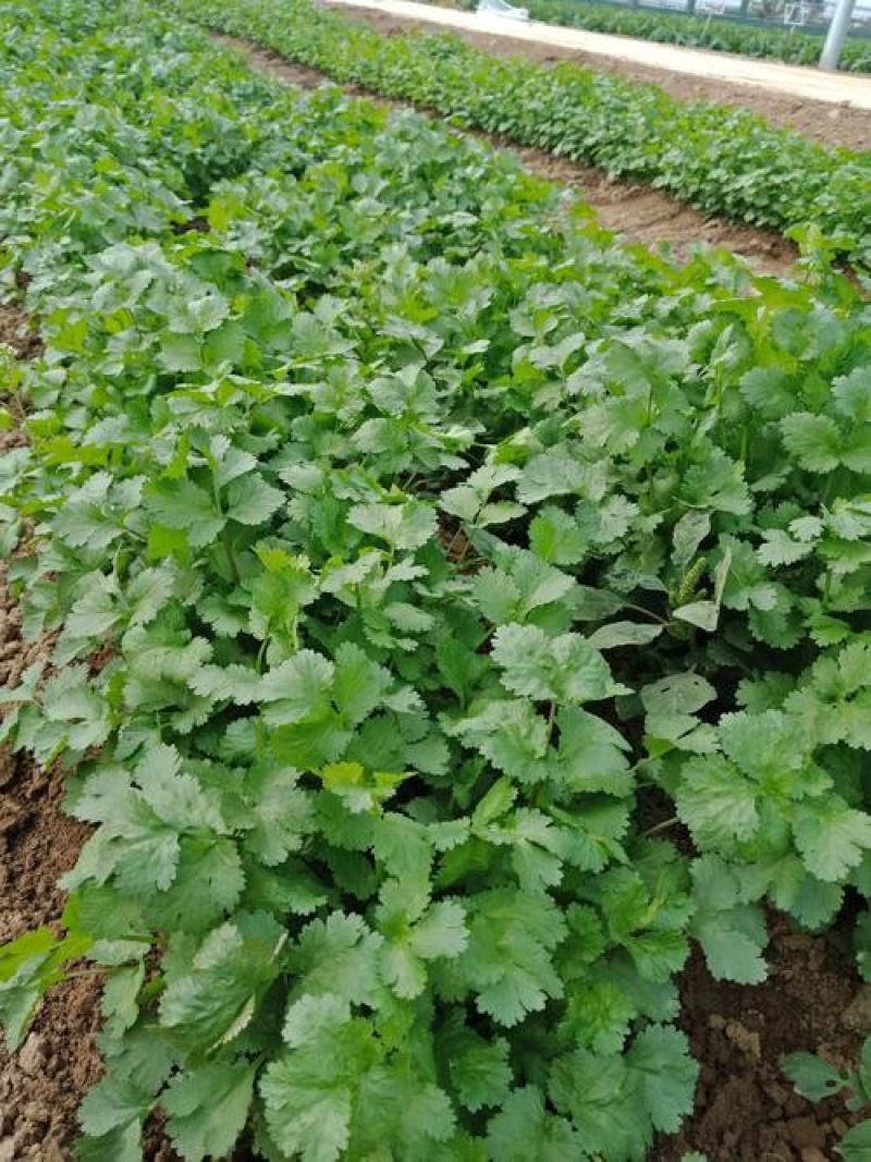四季香菜种子阳台室内大棚种植适用香菜籽蔬菜种子四季都可播