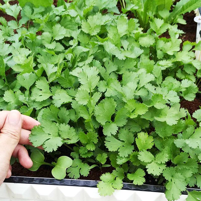 四季香菜种子阳台室内大棚种植适用香菜籽蔬菜种子四季都可播