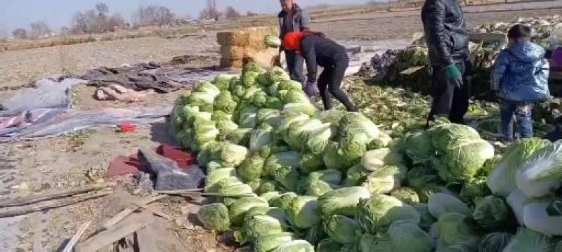 甘肃省酒泉市黄心大白菜单颗8-10斤货源充足