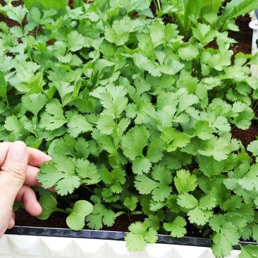 四季香菜种子阳台室内大棚种植适用香菜籽蔬菜种子四季都可播