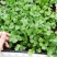 四季香菜种子阳台室内大棚种植适用香菜籽蔬菜种子四季都可播