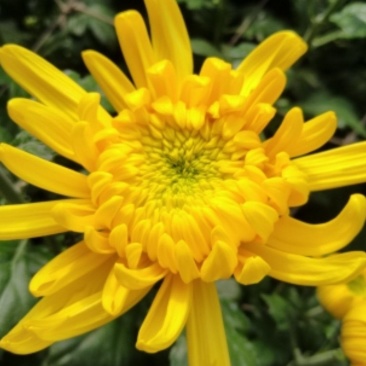 黄菊