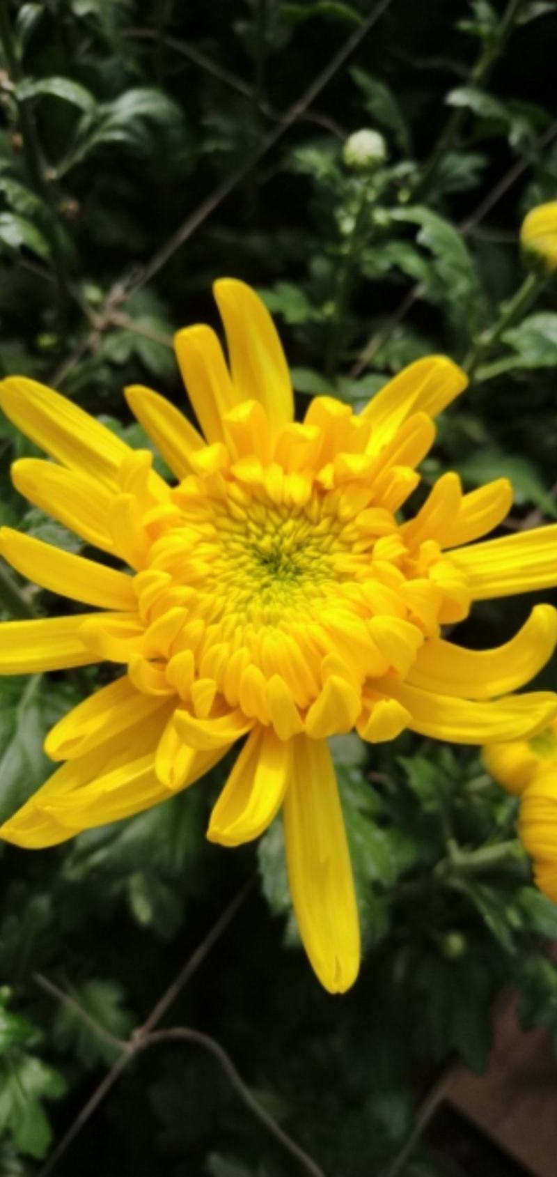 黄菊