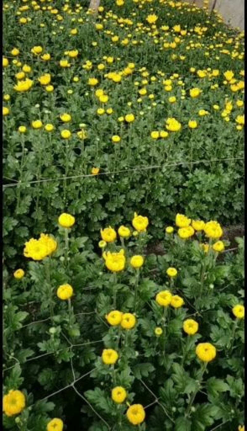 黄菊