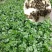 原装浓香大叶香菜种子四季种植蔬菜种子菜籽秋冬阳台小院
