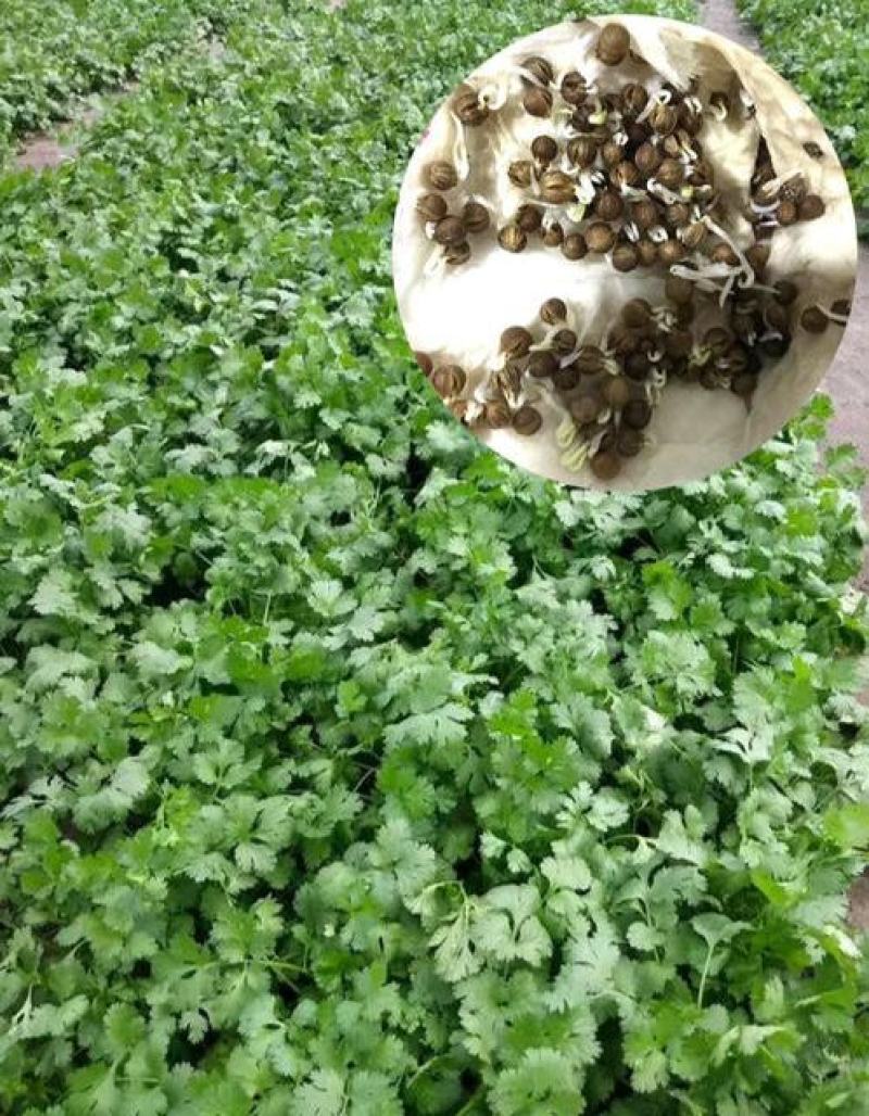 原装浓香大叶香菜种子四季种植蔬菜种子菜籽秋冬阳台小院
