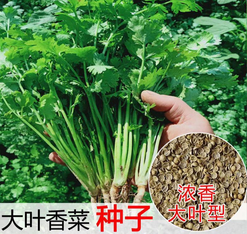 原装浓香大叶香菜种子四季种植蔬菜种子菜籽秋冬阳台小院