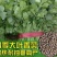 原装浓香大叶香菜种子四季种植蔬菜种子菜籽秋冬阳台小院