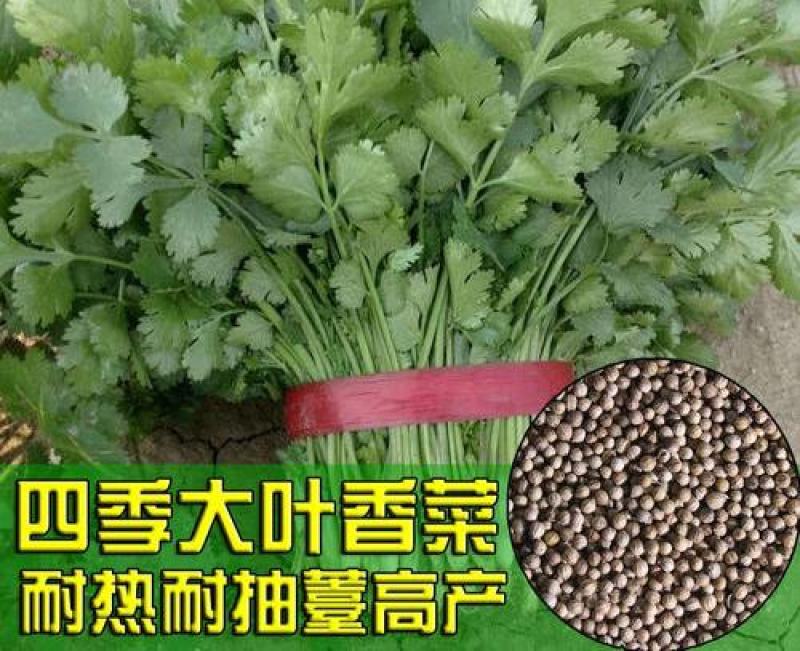 原装浓香大叶香菜种子四季种植蔬菜种子菜籽秋冬阳台小院