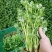 原装浓香大叶香菜种子四季种植蔬菜种子菜籽秋冬阳台小院