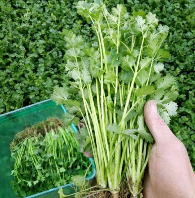 原装浓香大叶香菜种子四季种植蔬菜种子菜籽秋冬阳台小院