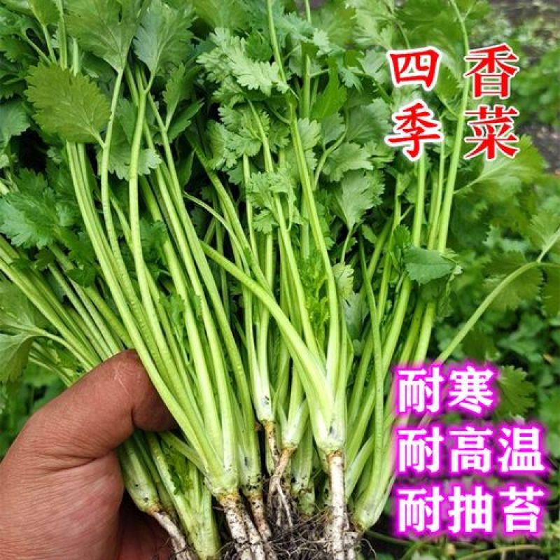原装浓香大叶香菜种子四季种植蔬菜种子菜籽秋冬阳台小院