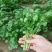 原装浓香大叶香菜种子四季种植蔬菜种子菜籽秋冬阳台小院