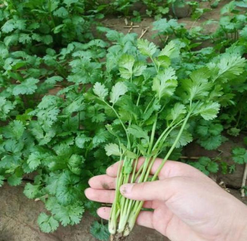 原装浓香大叶香菜种子四季种植蔬菜种子菜籽秋冬阳台小院
