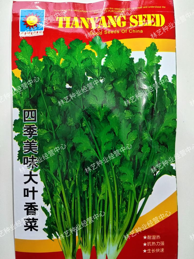 原装浓香大叶香菜种子四季种植蔬菜种子菜籽秋冬阳台小院