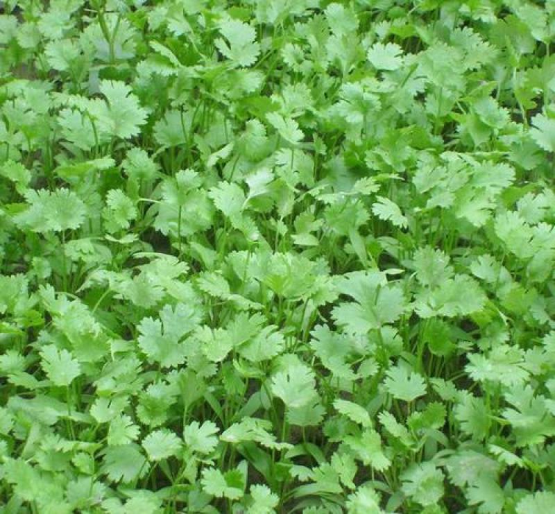 原装浓香大叶香菜种子四季种植蔬菜种子菜籽秋冬阳台小院