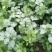 原装浓香大叶香菜种子四季种植蔬菜种子菜籽秋冬阳台小院