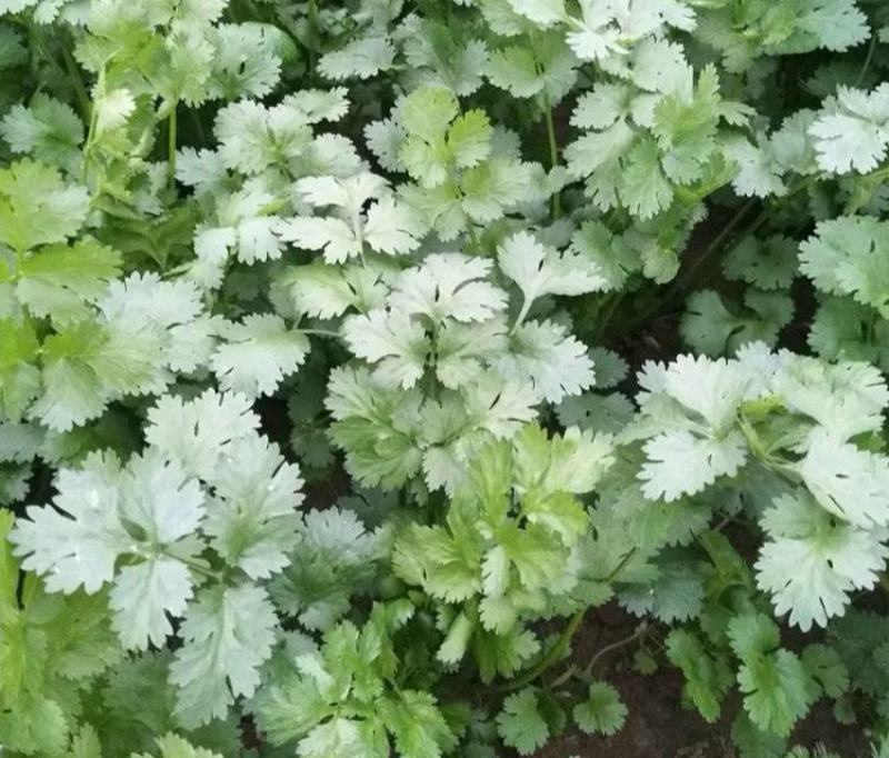 原装浓香大叶香菜种子四季种植蔬菜种子菜籽秋冬阳台小院