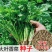 原装浓香大叶香菜种子四季种植蔬菜种子菜籽秋冬阳台小院