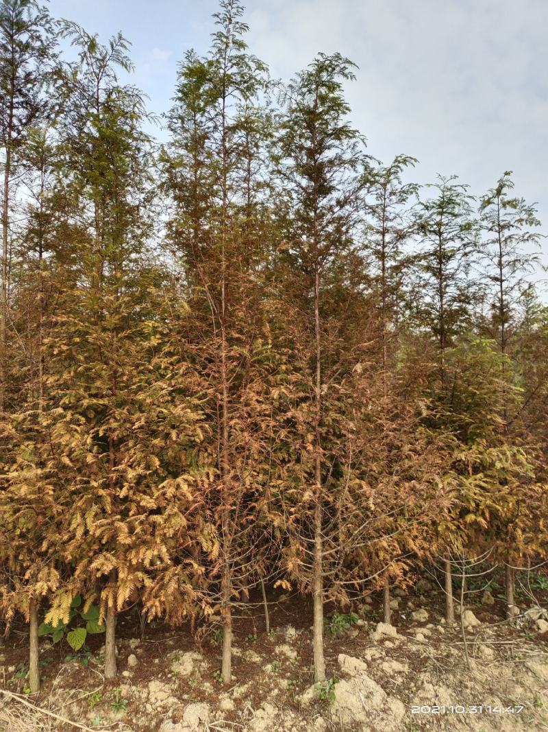 水杉，水杉树各种规格的苗圃常年大量出售中。