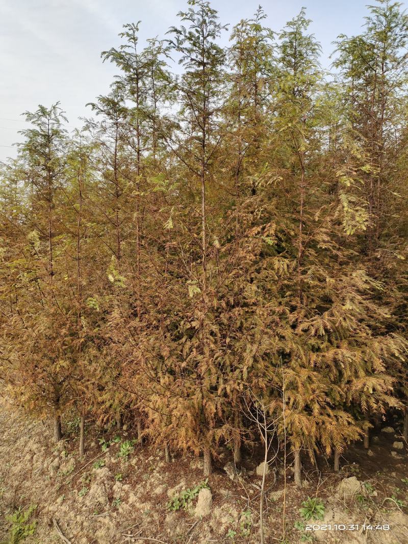水杉，水杉树各种规格的苗圃常年大量出售中。