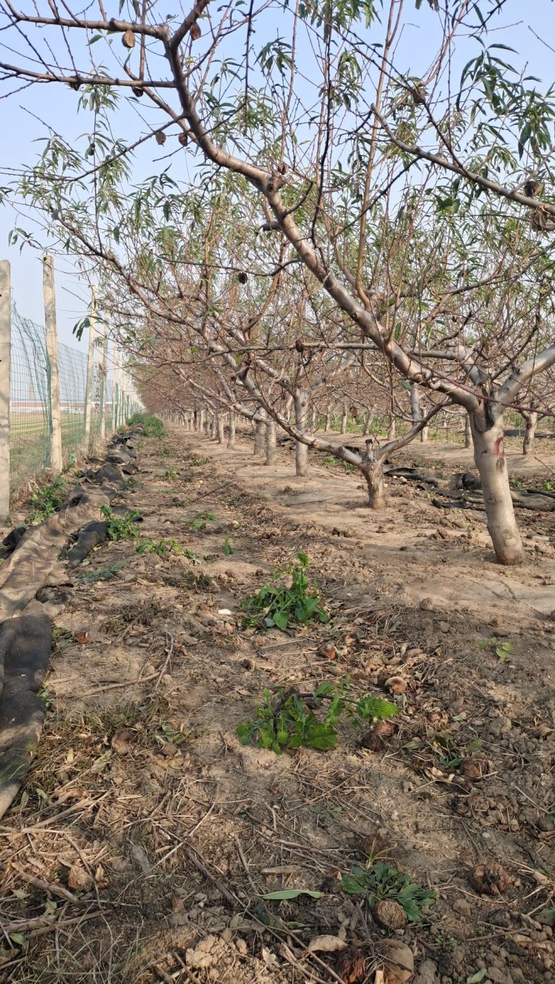 桃树苗桃树果苗冬桃树嫁接苗黄桃树苗南北方种植地栽特大早熟