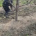 桃树苗桃树果苗冬桃树嫁接苗黄桃树苗南北方种植地栽特大早熟