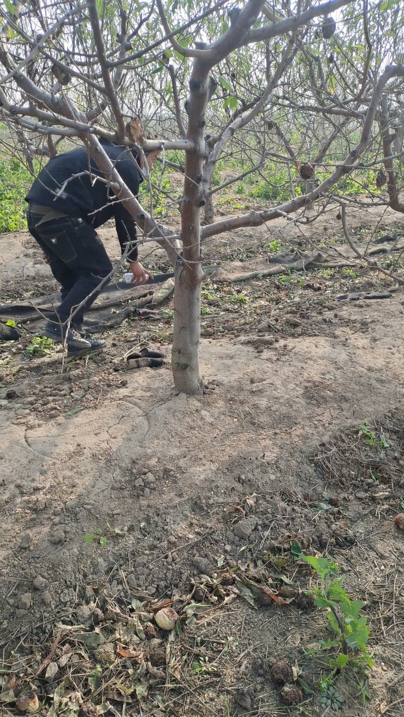 桃树苗桃树果苗冬桃树嫁接苗黄桃树苗南北方种植地栽特大早熟