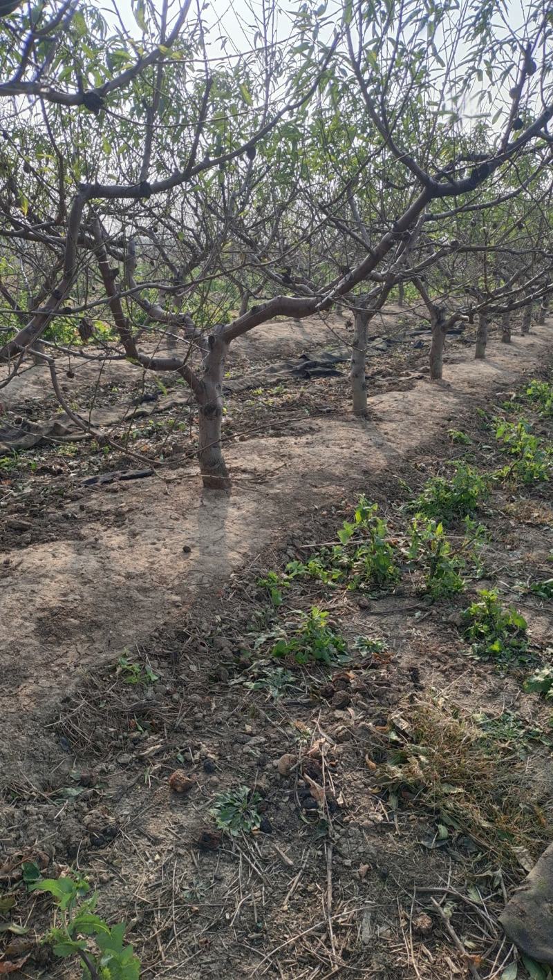 桃树苗桃树果苗冬桃树嫁接苗黄桃树苗南北方种植地栽特大早熟
