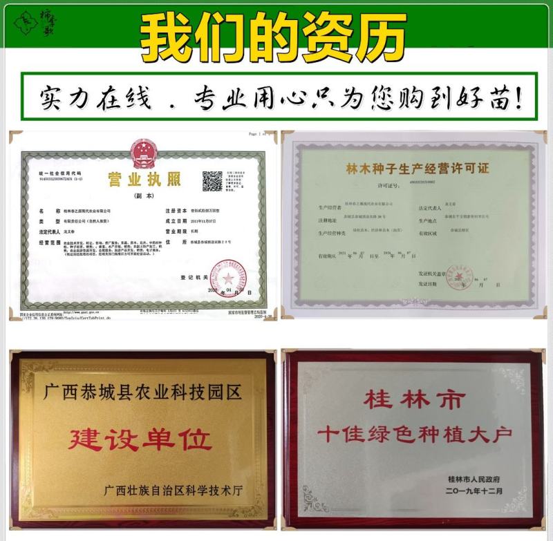 鸟柿种子优选野生中籽系太秋甜柿苗专用砧