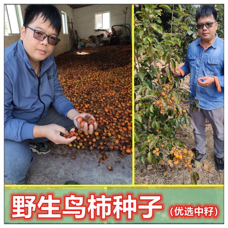 鸟柿种子优选野生中籽系太秋甜柿苗专用砧