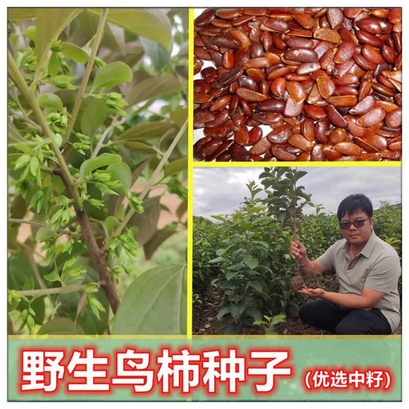 鸟柿种子优选野生中籽系太秋甜柿苗专用砧