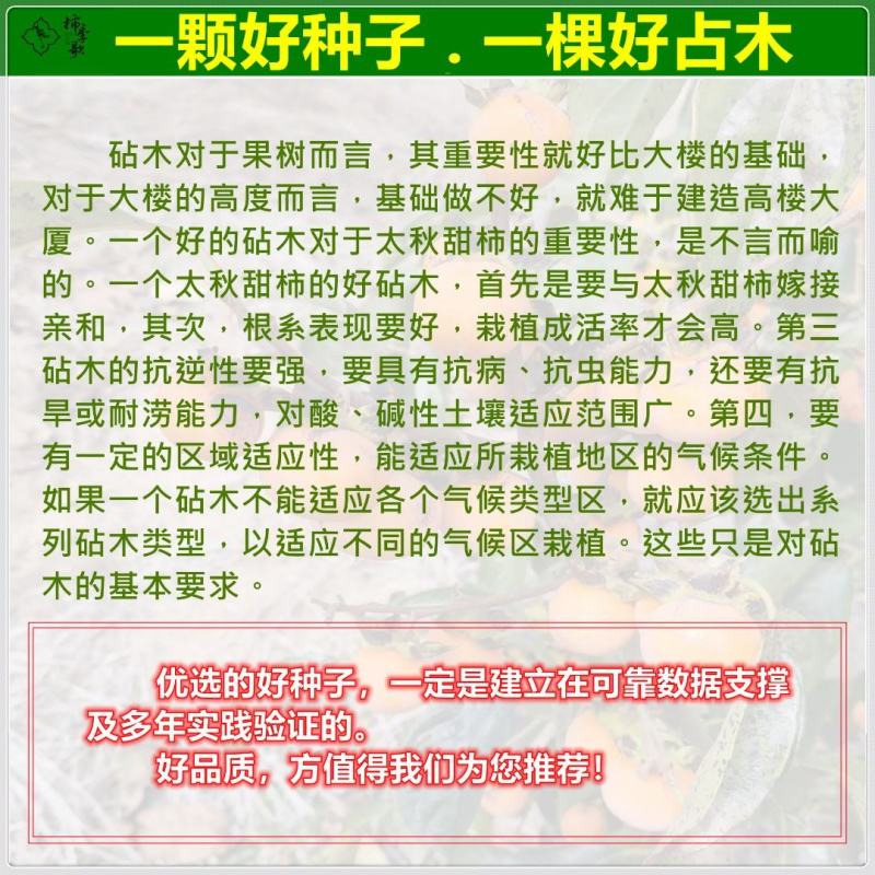 鸟柿种子优选野生中籽系太秋甜柿苗专用砧