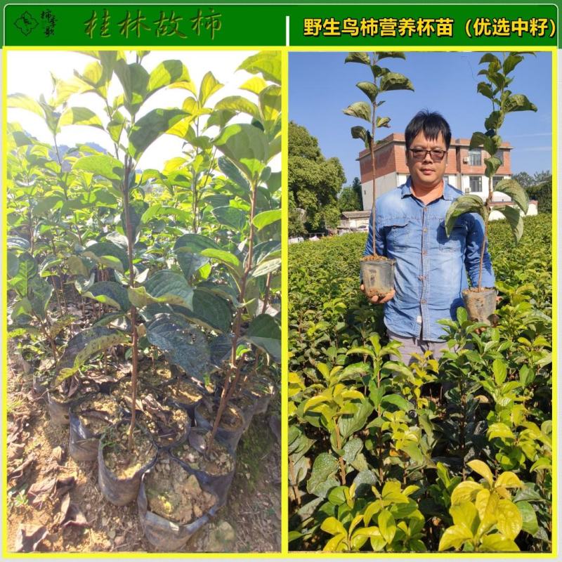 鸟柿种子优选野生中籽系太秋甜柿苗专用砧